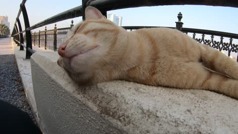 ED SHEERAN - Homeless cat in Ras Al Khaimah, UAE #cat #cats #EdSheeran #emirates #pet #ae #UAE #pets