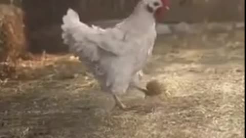 Hen