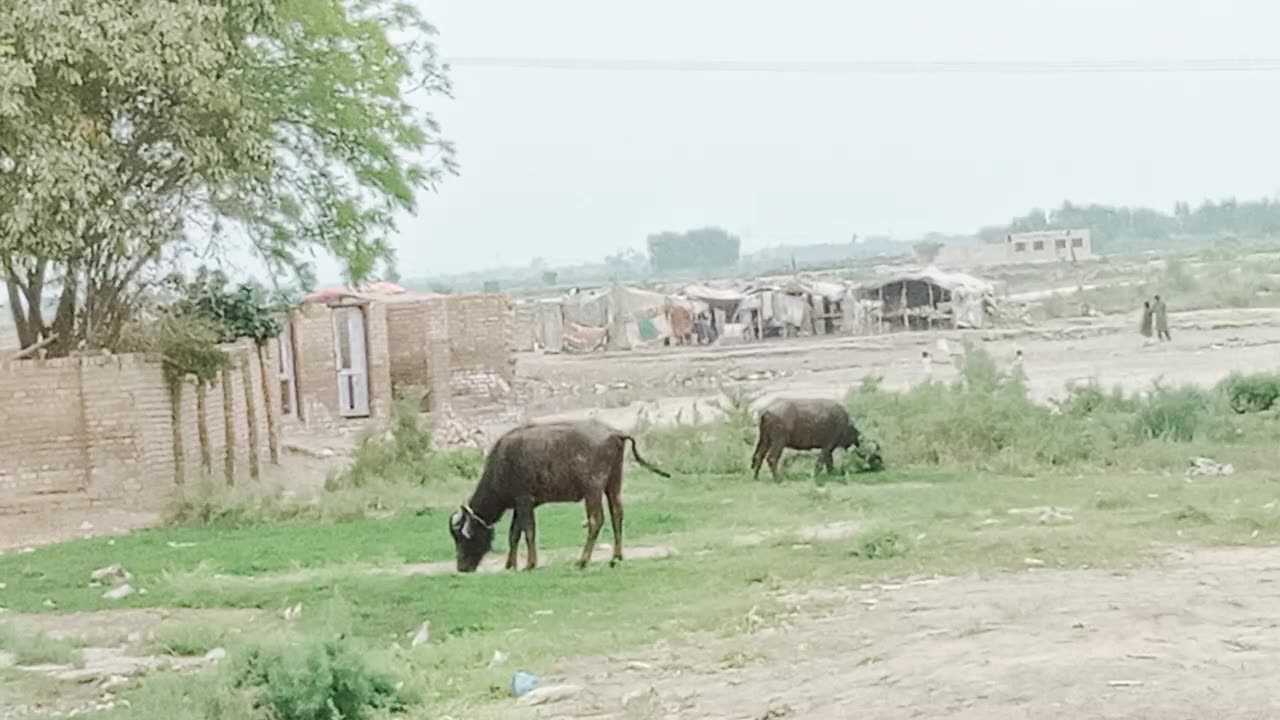 Beautiful Village in Pakistan sindh