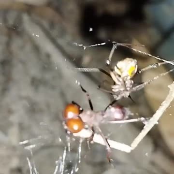 spider capturing a leafcutter ant
