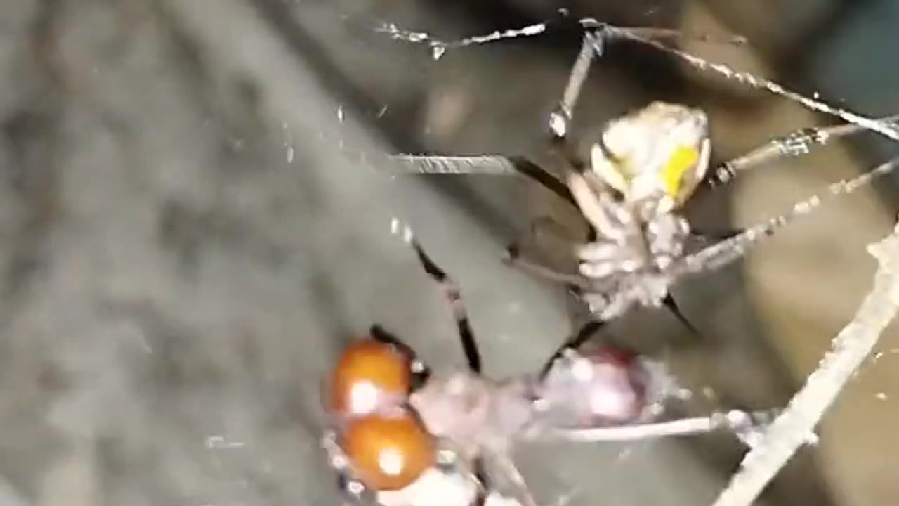 spider capturing a leafcutter ant