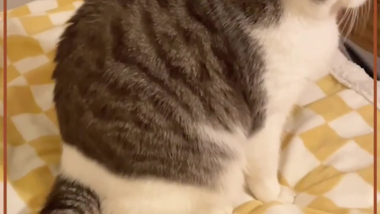 Cute cat short video| #short #shorts #pets #cats #puppy #dog