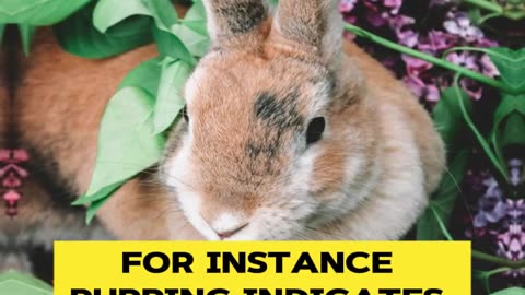 How to Understand Rabbit Language