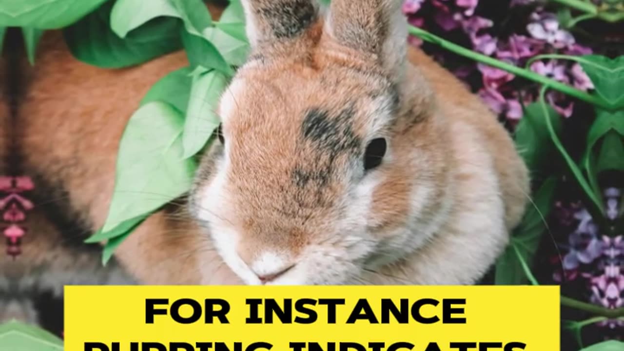 How to Understand Rabbit Language