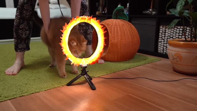 Hosico Jumping Through Burning Hoop!