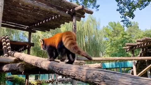 The red panda