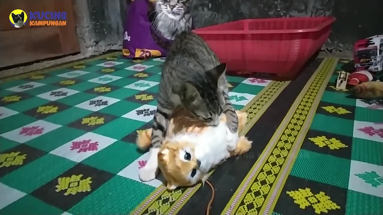 cute cat action