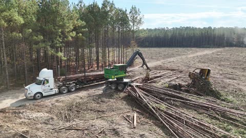 Clear cut timber harvesting