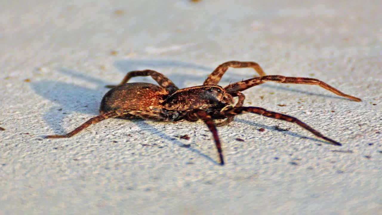 Top 5 Deadliest Spiders in the world that you must know