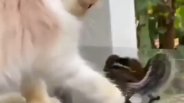 A beautiful cat