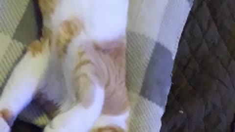 Upside down Twinkie