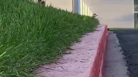 Ducklings Struggle to Climb up Curb While Crossing Street Behind Mother Duck