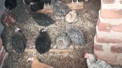 My poultry farm