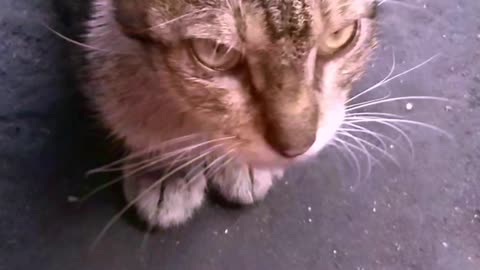 My Cat is Following Me in Anywhere | Sweet Cat #shorts #viral #shortsvideo #cat #kittycat
