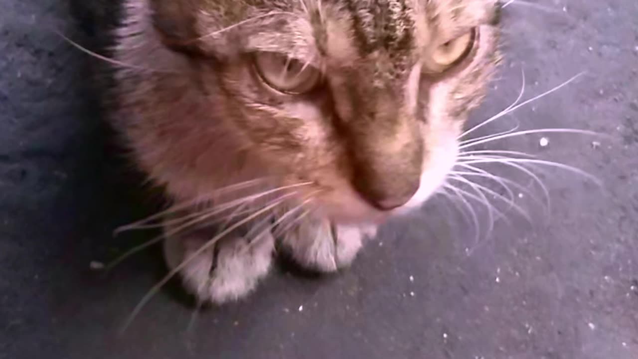 My Cat is Following Me in Anywhere | Sweet Cat #shorts #viral #shortsvideo #cat #kittycat