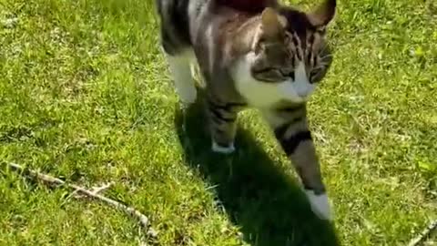 cat