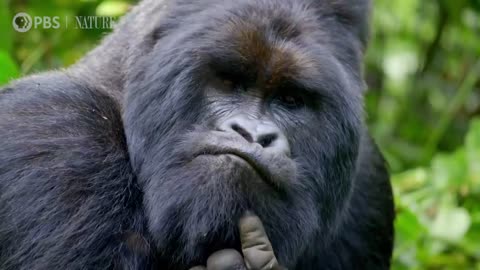 Alpha Gorilla is Dad of the Year