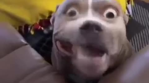 Funny animal video