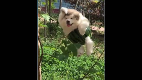 adorable pets