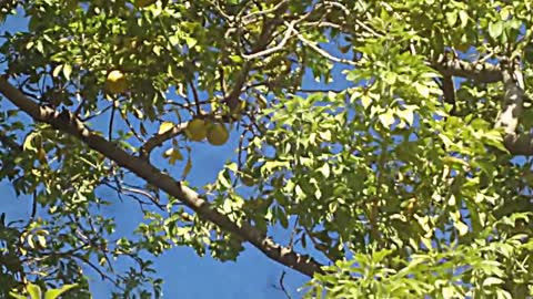 White Sapote fruit tree -mexican fruit