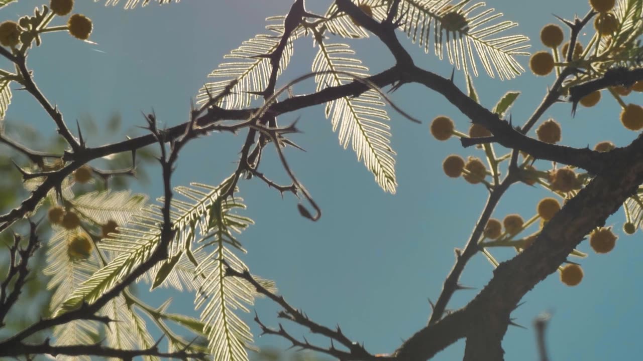 Sun Reflection on the Leaf