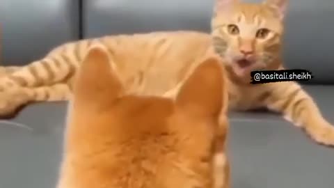 Cat acting like a dog