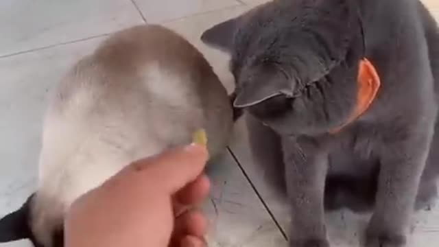 Animals funny moments #part3 #cuteentities ,#Cuteanimals #Popularvideo #Trending