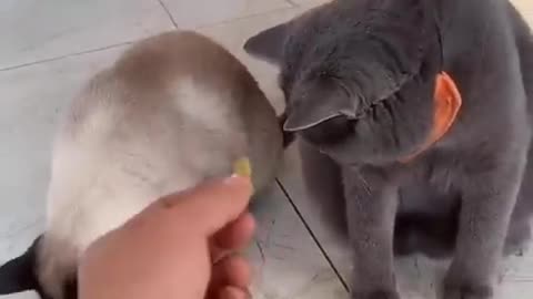 Animals funny moments #part3 #cuteentities ,#Cuteanimals #Popularvideo #Trending