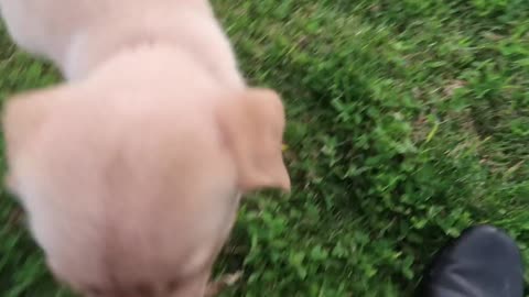 Cute Puppy on a Hoverboard!