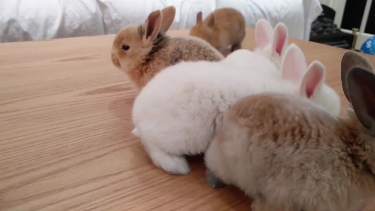 Three week old healthy baby bunnies