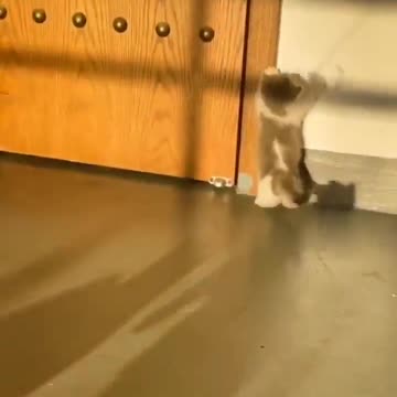 There's always one in every family. One kitten found another play..🐈🐾😅