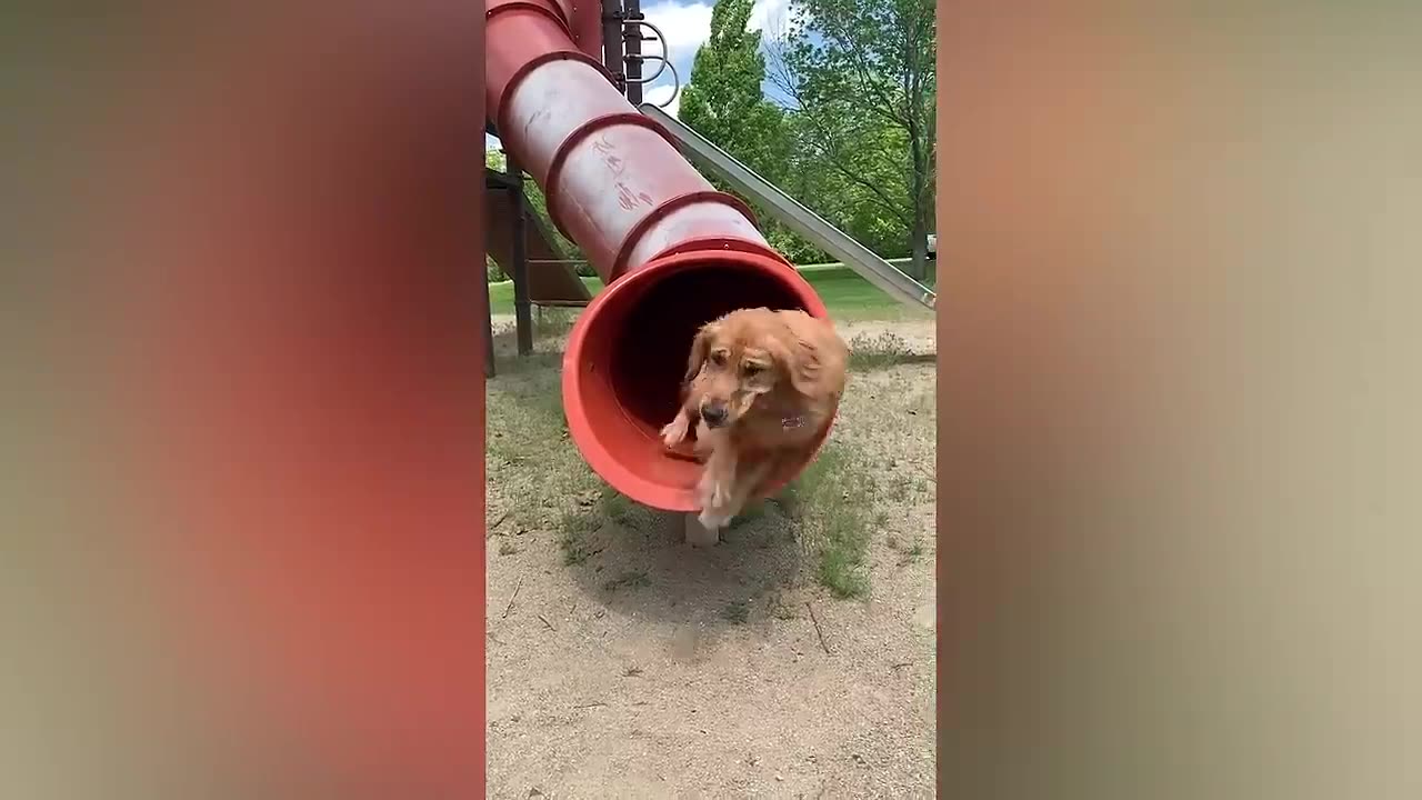 Funny Animal Videos 2023 🥰 - Funniest Dogs and Cats Videos 😅 #5