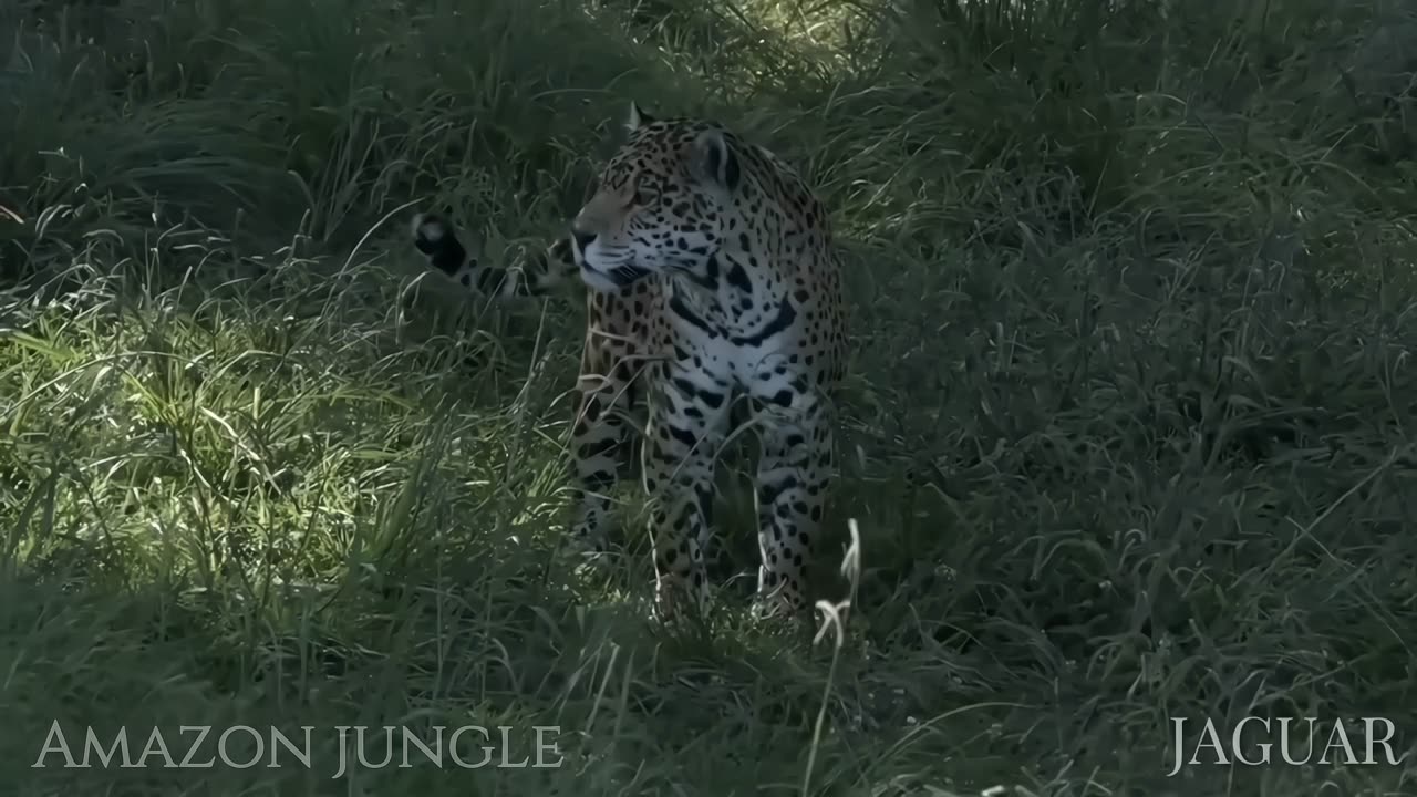 Amazon Jaguar