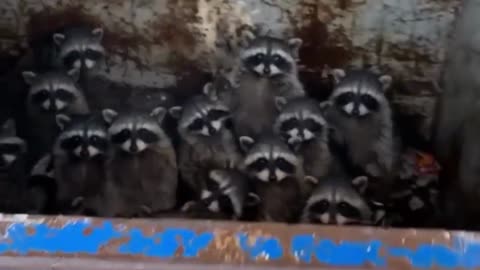Funny and Crazy Animals Videos Compilation #1