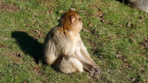 Rojo monkey happy to plays with Baby Rainbow to make her pain but adorable babies joying.