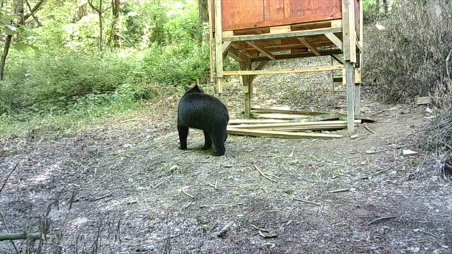 Bear at the New Jumbo shack. Big buck too