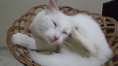 White Cat Scratching