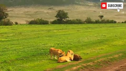 Buffalo Launches Lion into Air to Save Lizard