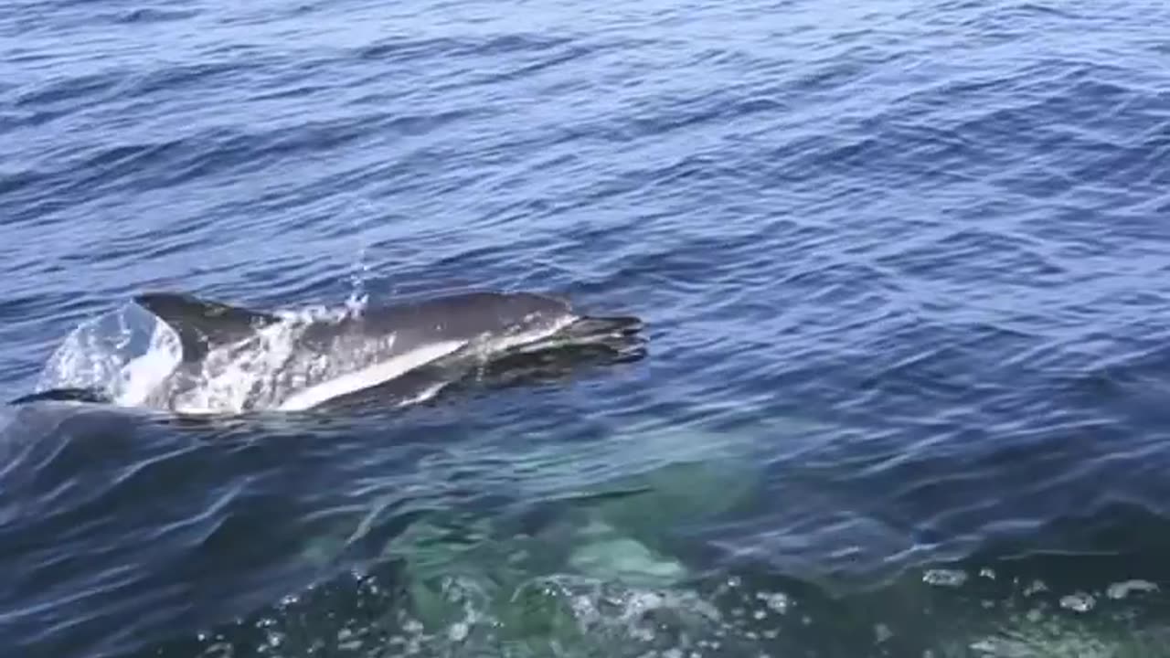 Wildlife