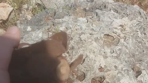 May 2023 Mortar Tail Dug Out