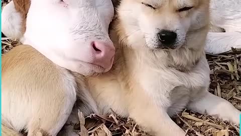 Cow and dog true love