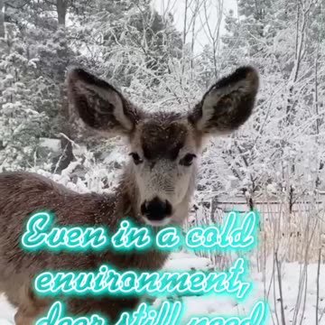 Deer#deeeer #coldwar #coldwarzombies #coldweather #animallover #pakistan #petlover #whatsappstatus