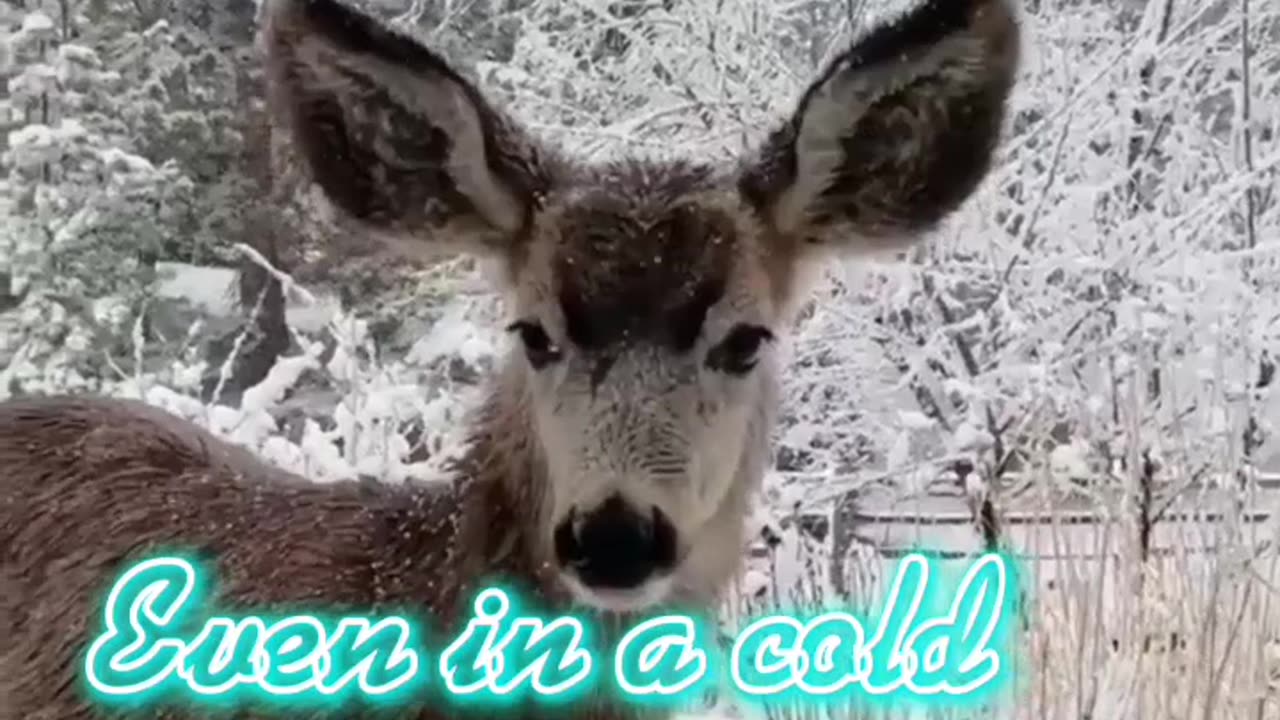 Deer#deeeer #coldwar #coldwarzombies #coldweather #animallover #pakistan #petlover #whatsappstatus