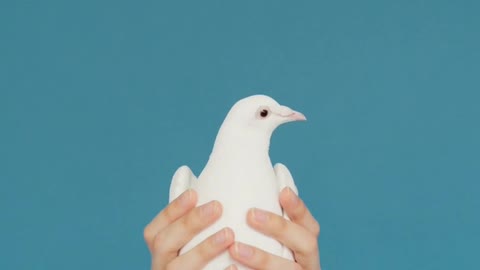 Person Holding a Dove