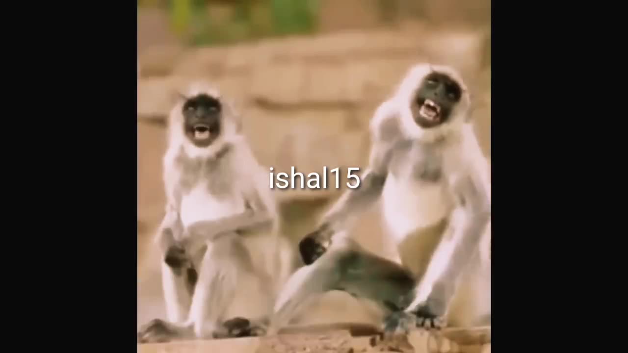 Prank on animals 😂