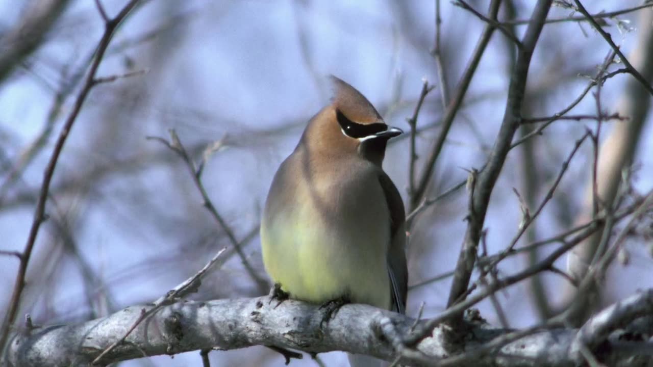 Cedar Waxwing Bird Song Video