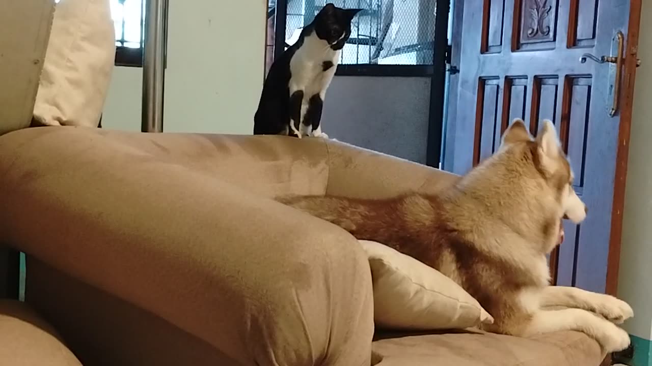 Cat X Husky Let's play zoomies bro 😎