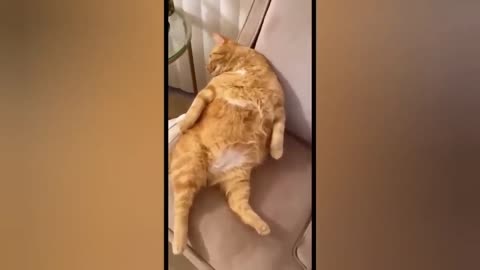 HOUR FUNNY CATS COMPILATION 2022😂_ Funny and Cute Cat Videos😸 ! - 143