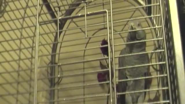 talking african grey parrot