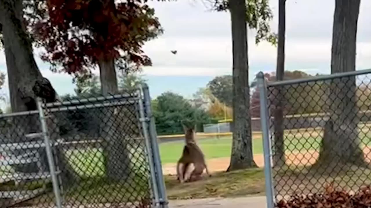 Deer in Panic